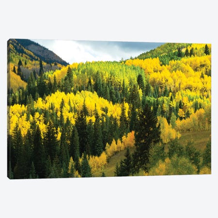 Aspen Trees In A Forest, Maroon Bells, Maroon Creek Valley, Aspen, Pitkin County, Colorado, USA IV Canvas Print #PIM14259} by Panoramic Images Canvas Wall Art