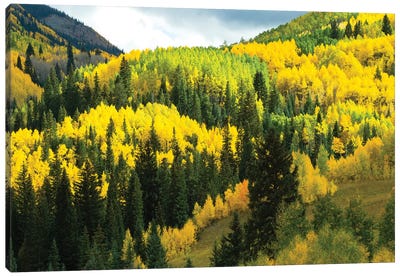 Aspen Trees In A Forest, Maroon Bells, Maroon Creek Valley, Aspen, Pitkin County, Colorado, USA IV Canvas Art Print