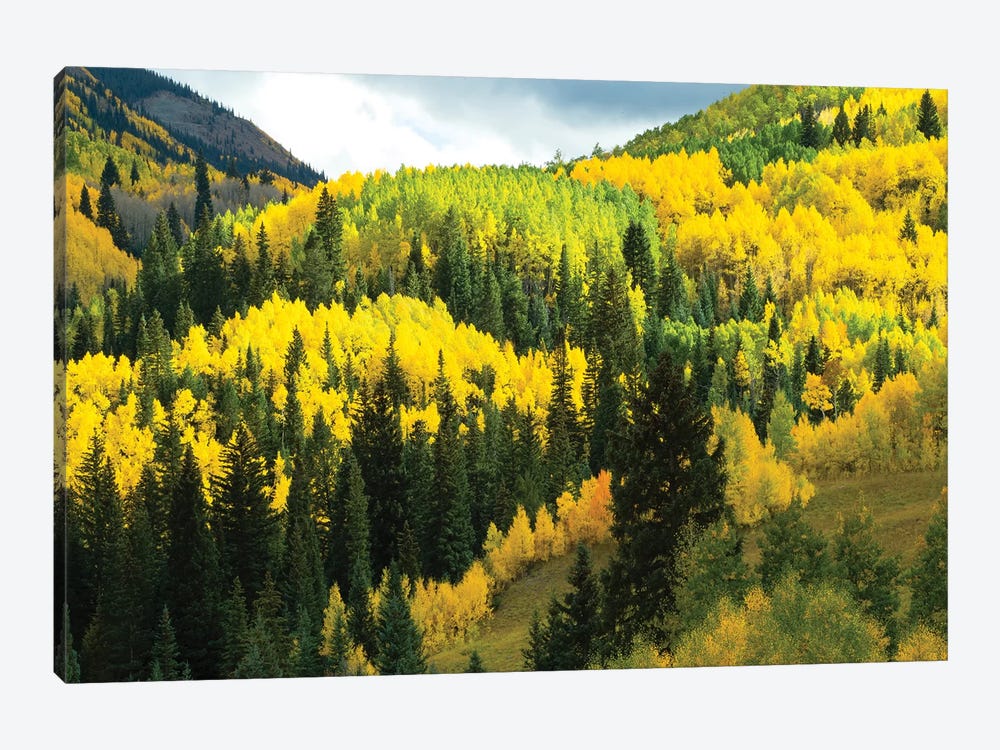 Aspen Trees In A Forest, Maroon Bells, Maroon Creek Valley, Aspen, Pitkin County, Colorado, USA IV by Panoramic Images 1-piece Art Print