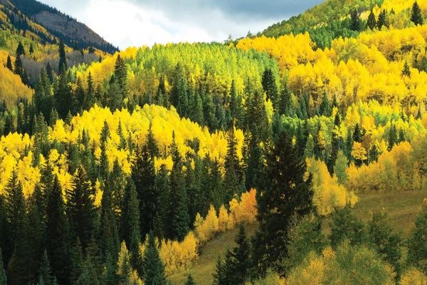 Aspen: Aspen Trees In A Forest IV, Maroon Bells, Maroon Creek Valley, Aspen, Pitkin County, Colorado, USA by Panoramic Images