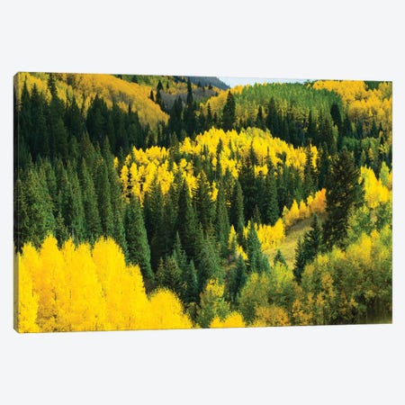 Aspen Trees In A Forest, Maroon Bells, Maroon Creek Valley, Aspen, Pitkin County, Colorado, USA V Canvas Print #PIM14260} by Panoramic Images Canvas Art Print