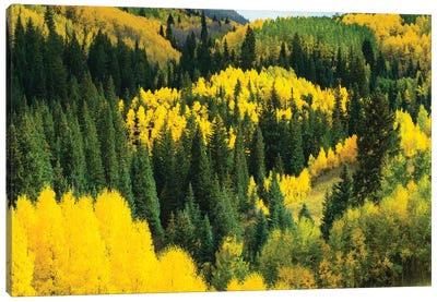 Aspen Trees In A Forest, Maroon Bells, Maroon Creek Valley, Aspen, Pitkin County, Colorado, USA V Canvas Art Print - Colorado Art
