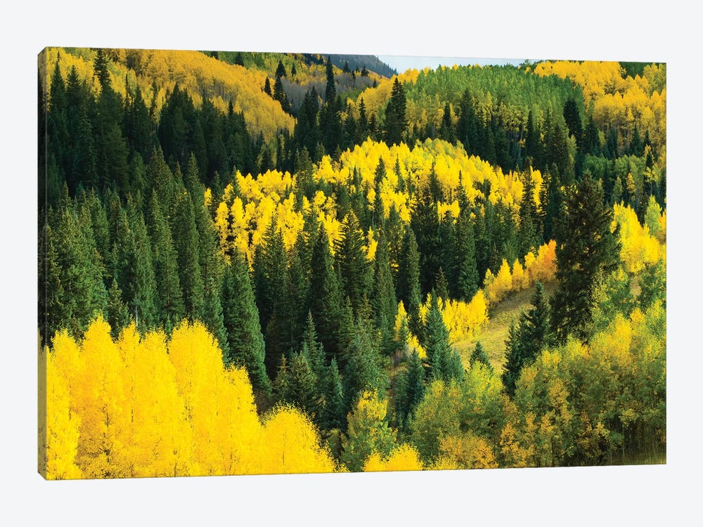 Aspen Trees In A Forest, Maroon Bells, Maroon Creek Valley, Aspen, Pitkin County, Colorado, USA V by Panoramic Images 1-piece Art Print