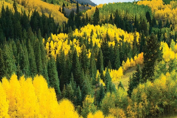 Colorado: Aspen Trees In A Forest V, Maroon Bells, Maroon Creek Valley, Aspen, Pitkin County, Colorado, USA by Panoramic Images