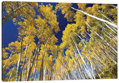 Aspen Trees In A Forest, Maroon Bells, Maroon Creek Valley, Aspen, Pitkin County, Colorado, USA VI Canvas Art Print - Colorado Art