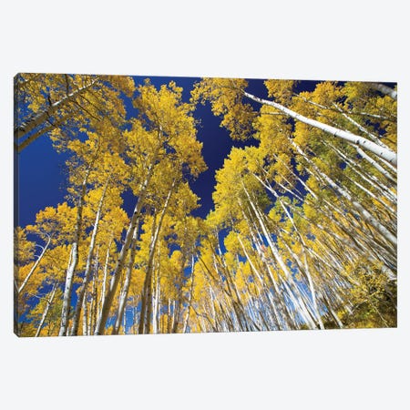Aspen Trees In A Forest, Maroon Bells, Maroon Creek Valley, Aspen, Pitkin County, Colorado, USA VI Canvas Print #PIM14261} by Panoramic Images Canvas Print