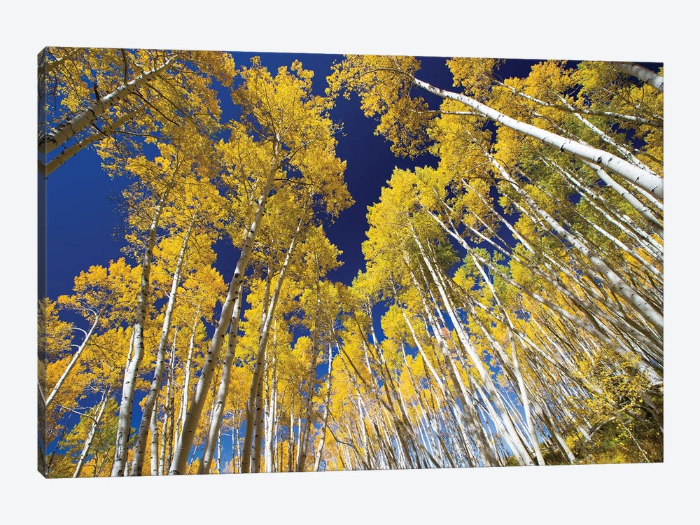 Aspen Trees In A Forest, Maroon Bells, Maroon Creek Valley, Aspen, Pitkin County, Colorado, USA VI by Panoramic Images 1-piece Canvas Wall Art