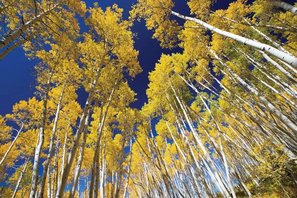 Colorado: Aspen Trees In A Forest VI, Maroon Bells, Maroon Creek Valley, Aspen, Pitkin County, Colorado, USA by Panoramic Images