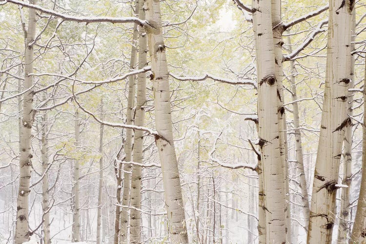 Autumn Aspens With Snow, Colorado, USA