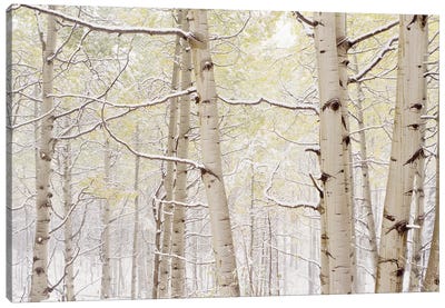 Autumn Aspens With Snow, Colorado, USA Canvas Art Print - Aspen Tree Art