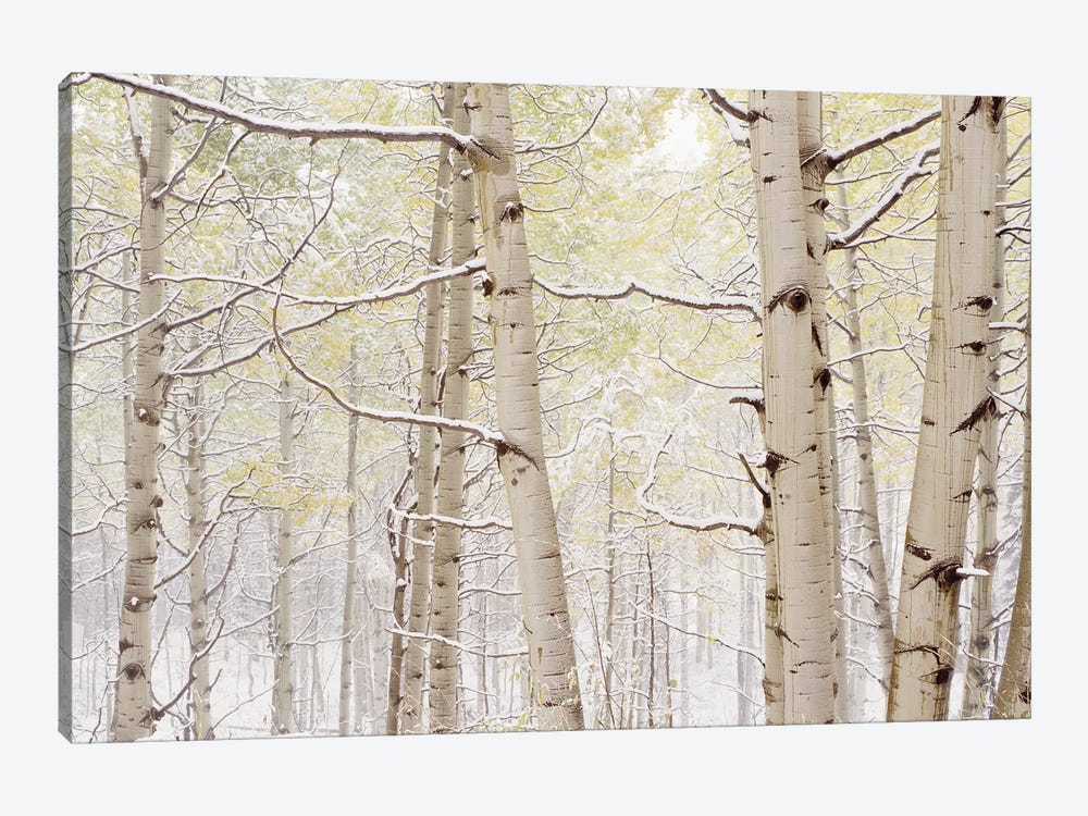 Autumn Aspens With Snow, Colorado, USA by Panoramic Images 1-piece Art Print