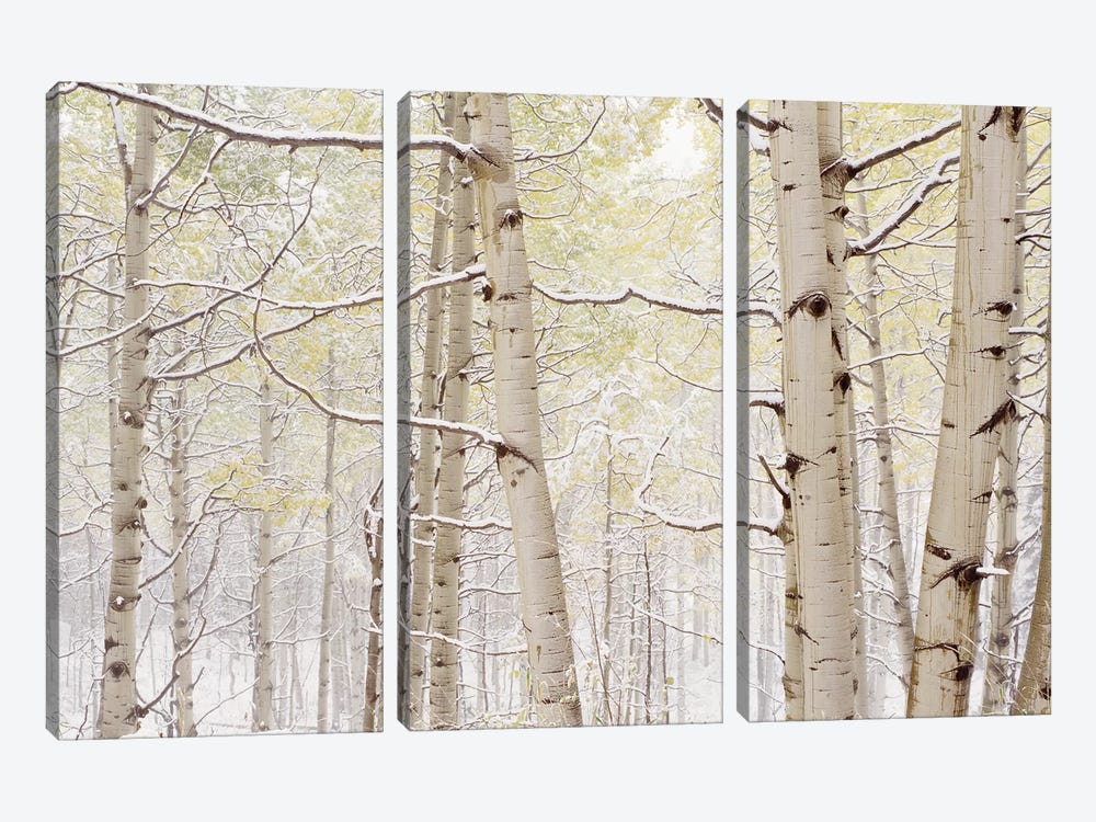 Autumn Aspens With Snow, Colorado, USA by Panoramic Images 3-piece Art Print