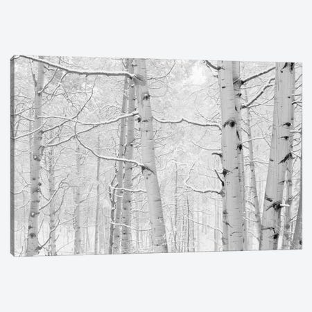 Autumn Aspens With Snow, Colorado, USA (Black And White) I Canvas Print #PIM14265} by Panoramic Images Canvas Wall Art