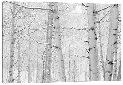 Autumn Aspens With Snow, Colorado, USA (Black And White) I Canvas Art Print - Aspen Tree Art