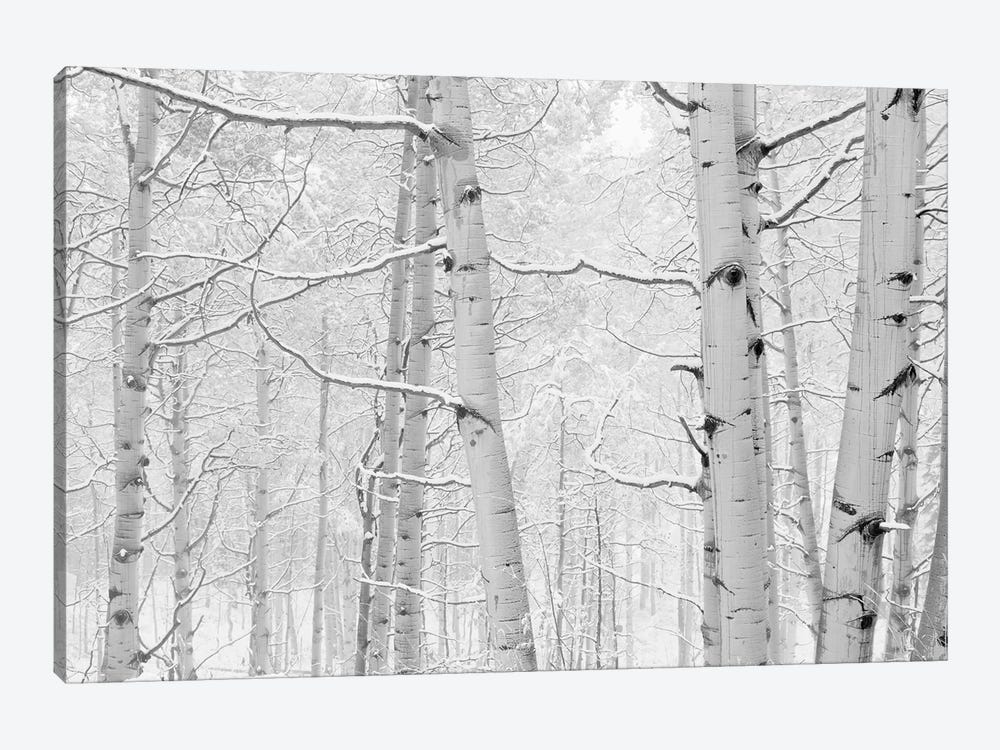 Autumn Aspens With Snow, Colorado, USA (Black And White) I by Panoramic Images 1-piece Canvas Wall Art