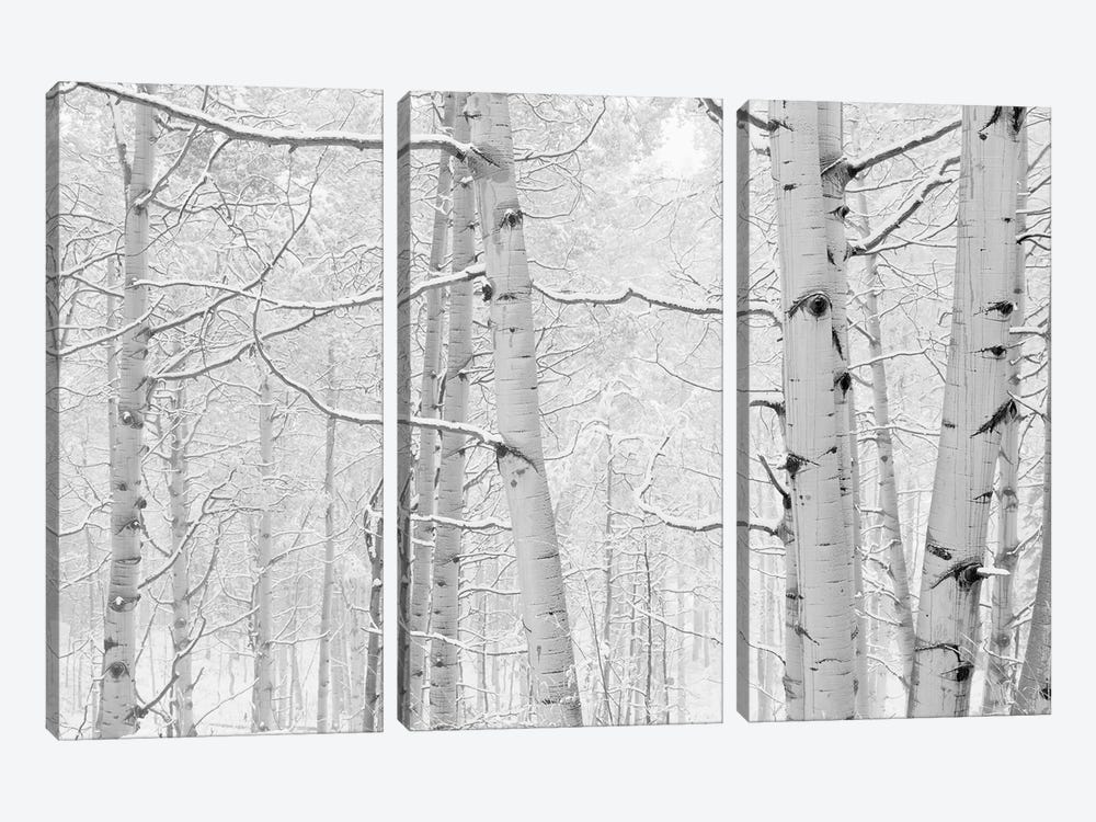 Autumn Aspens With Snow, Colorado, USA (Black And White) I by Panoramic Images 3-piece Canvas Artwork