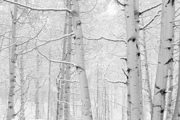 Colorado: Autumn Aspens With Snow, Colorado, USA (Black And White) I by Panoramic Images