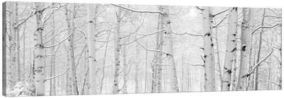 Autumn Aspens With Snow, Colorado, USA (Black And White) II Canvas Art Print - Panoramic Photography