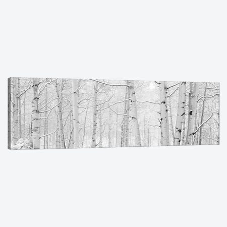 Autumn Aspens With Snow, Colorado, USA (Black And White) II Canvas Print #PIM14266} by Panoramic Images Canvas Wall Art