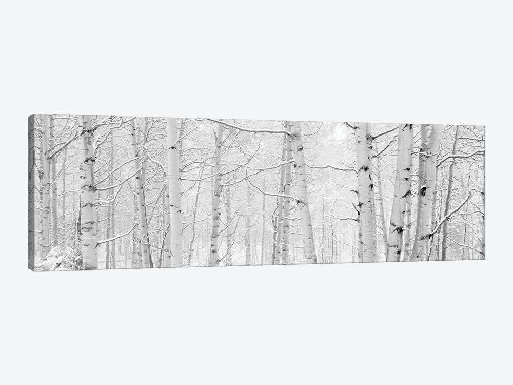 Autumn Aspens With Snow, Colorado, USA (Black And White) II by Panoramic Images 1-piece Art Print