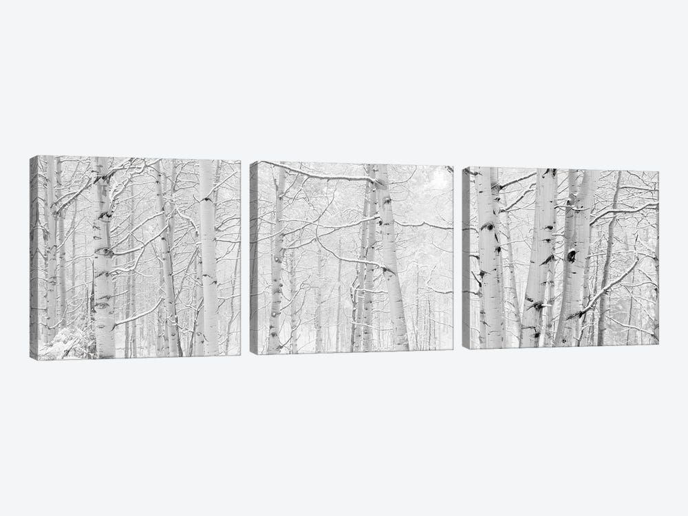 Autumn Aspens With Snow, Colorado, USA (Black And White) II by Panoramic Images 3-piece Art Print
