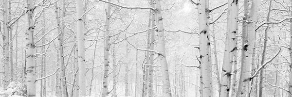 Colorado: Autumn Aspens With Snow, Colorado, USA (Black And White) II by Panoramic Images