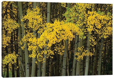 Autumn Trees In A Forest, Maroon Bells, Maroon Creek Valley, Aspen, Pitkin County, Colorado, USA Canvas Art Print - Colorado Art
