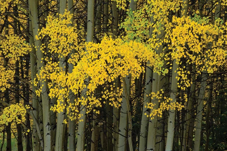 Autumn Trees In A Forest, Maroon Bells, Maroon Creek Valley, Aspen, Pitkin County, Colorado, USA