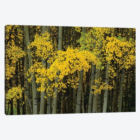 Autumn Trees In A Forest, Maroon Bells, Maroon Creek Valley, Aspen, Pitkin County, Colorado, USA Canvas Print #PIM14267} by Panoramic Images Canvas Wall Art