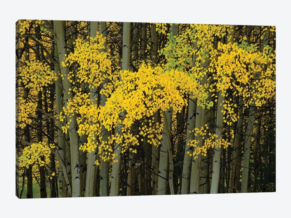 Autumn Trees In A Forest, Maroon Bells, Maroon Creek Valley, Aspen, Pitkin County, Colorado, USA by Panoramic Images 1-piece Canvas Art
