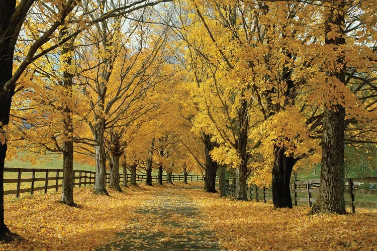 Autumn Trees Near Waynesboro, Virginia, USA by Panoramic Images wall art