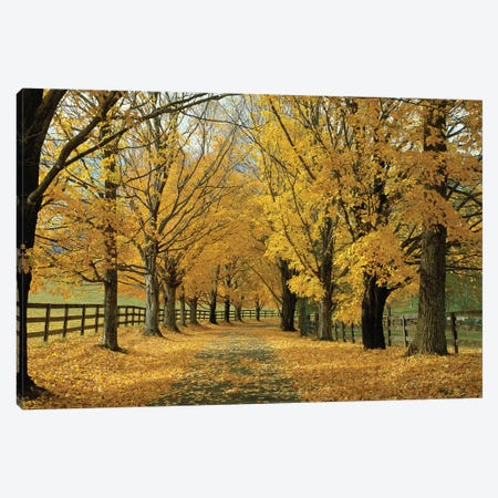 Autumn Trees Near Waynesboro, Virginia, USA Canvas Print #PIM14268} by Panoramic Images Canvas Art Print