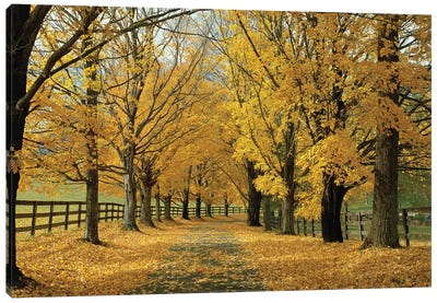 Autumn Trees Near Waynesboro, Virginia, USA Canvas Art Print - Virginia Art
