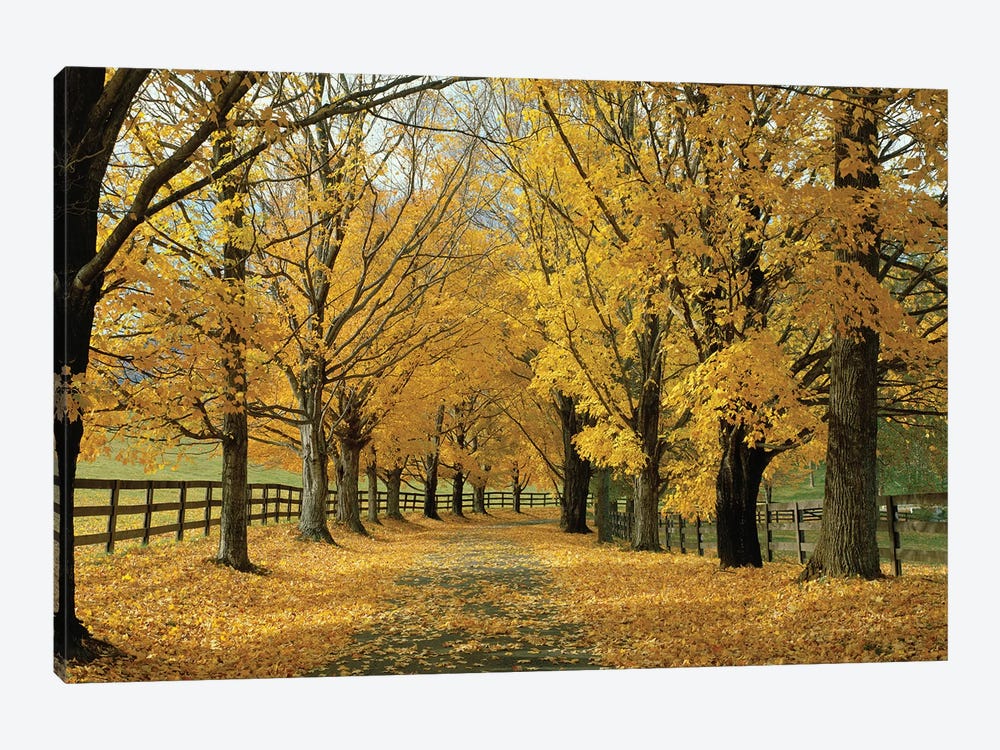 Autumn Trees Near Waynesboro, Virginia, USA by Panoramic Images 1-piece Canvas Print