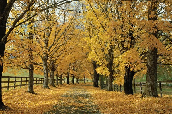Virginia: Autumn Trees Near Waynesboro, Virginia, USA by Panoramic Images