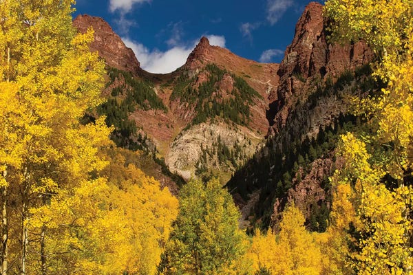 Autumn Trees On Mountain II, Maroon Bells, Maroon Creek Valley, Aspen, Pitkin County, Colorado, USA