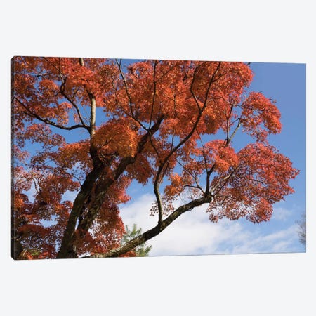 Autumnal Trees At Katsura Imperial Garden, Kyoti Prefecture, Japan Canvas Print #PIM14272} by Panoramic Images Canvas Art