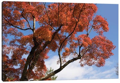 Autumnal Trees At Katsura Imperial Garden, Kyoti Prefecture, Japan Canvas Art Print - Maple Tree Art