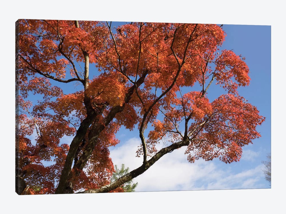 Autumnal Trees At Katsura Imperial Garden, Kyoti Prefecture, Japan by Panoramic Images 1-piece Canvas Art