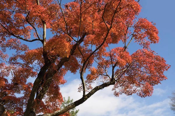 Maple Trees: Autumnal Trees At Katsura Imperial Garden, Kyoti Prefecture, Japan by Panoramic Images