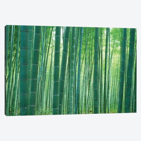 Bamboo Forest, Sagano, Kyoto, Japan Canvas Print #PIM14275} by Panoramic Images Canvas Print