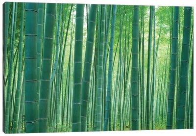 Bamboo Forest, Sagano, Kyoto, Japan Canvas Art Print - Arashiyama Bamboo Forest