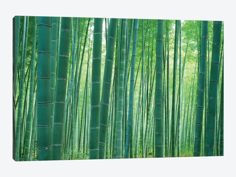 Bamboo Forest, Sagano, Kyoto, Japan by Panoramic Images 1-piece Canvas Art Print