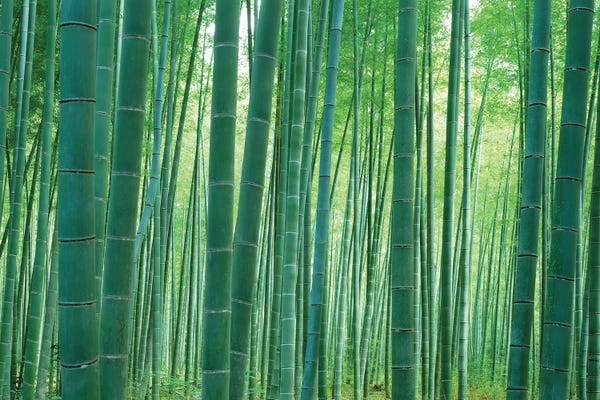 Wonders Of The World: Bamboo Forest, Sagano, Kyoto, Japan by Panoramic Images