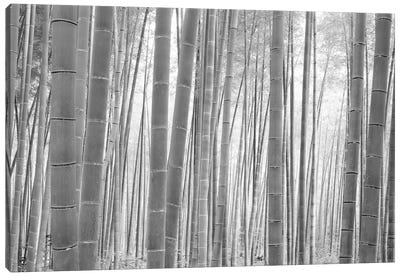 Bamboo Forest, Sagano, Kyoto, Japan (Black And White) I Canvas Art Print - Japan Art