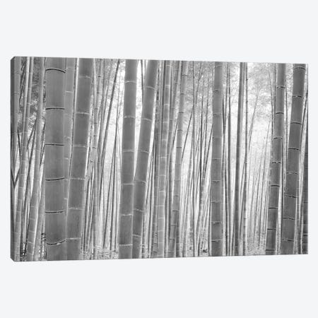 Bamboo Forest, Sagano, Kyoto, Japan (Black And White) I Canvas Print #PIM14276} by Panoramic Images Canvas Art Print