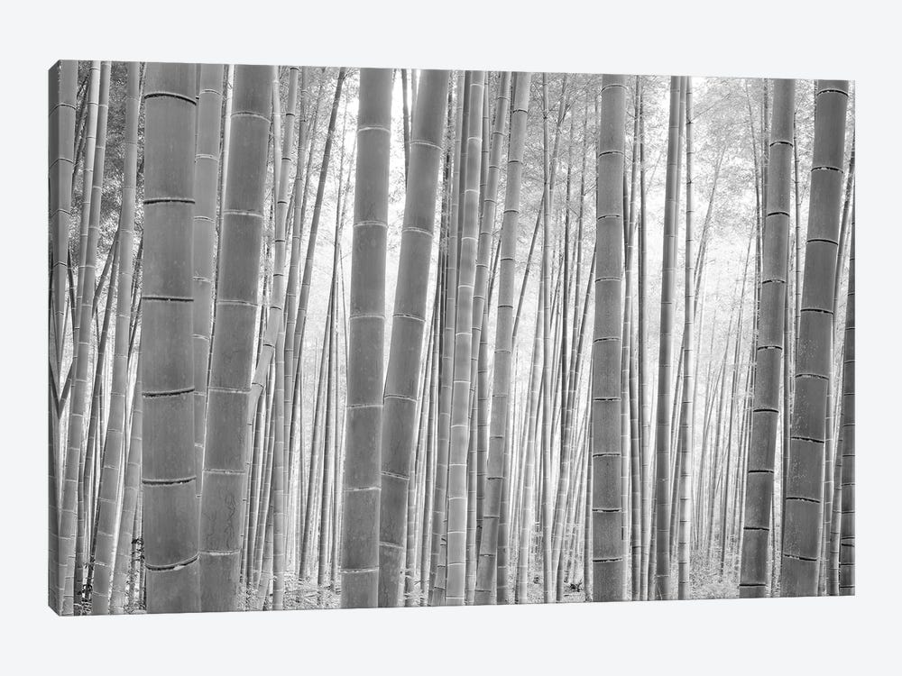 Bamboo Forest, Sagano, Kyoto, Japan (Black And White) I by Panoramic Images 1-piece Canvas Wall Art