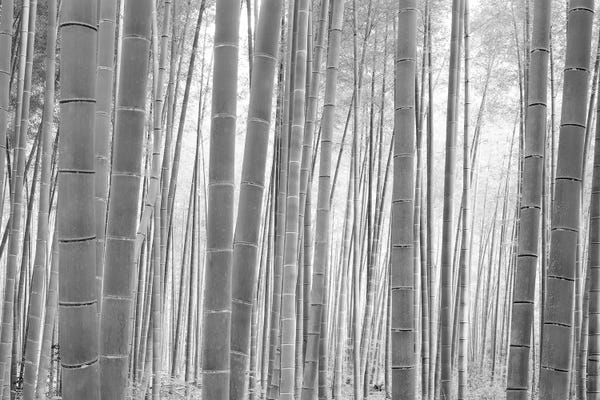 Wonders Of The World: Bamboo Forest, Sagano, Kyoto, Japan (Black And White) I by Panoramic Images