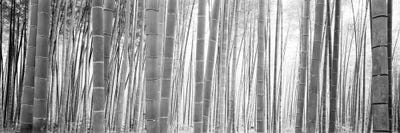 Bamboo Forest, Sagano, Kyoto, Japan (Black And White) II by Panoramic Images acrylic art print