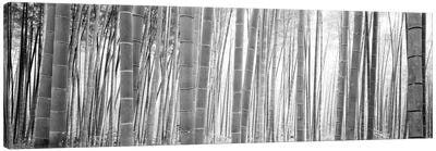 Bamboo Forest, Sagano, Kyoto, Japan (Black And White) II Canvas Art Print - Natural Wonders